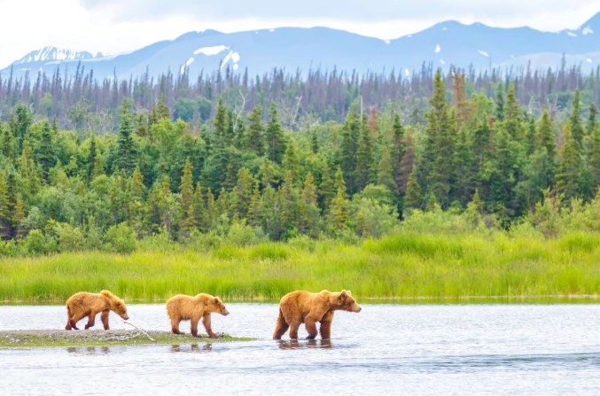 wildlife viewing national parks wildlife viewing national parks