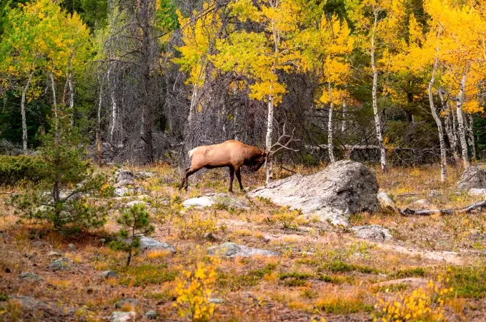 best national park for wildlife best national park for wildlife