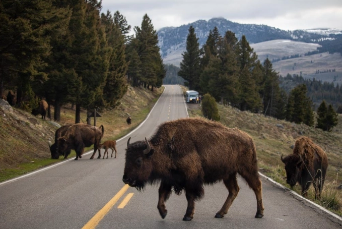 wildlife viewing national parks wildlife viewing national parks