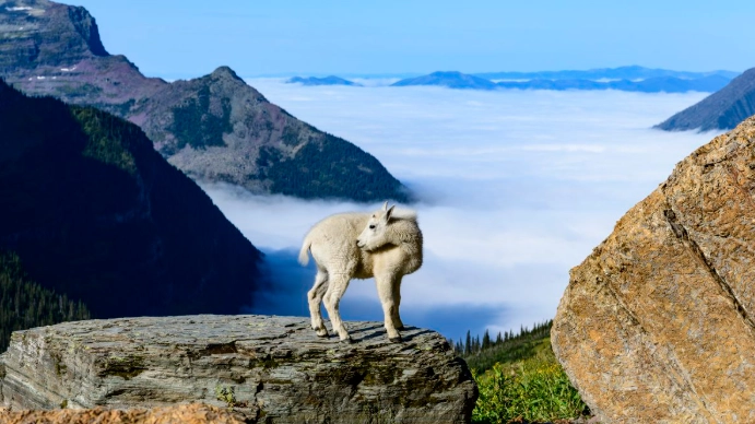 top national parks for animals top national parks for animals