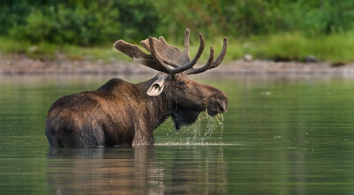 top national parks for animals top national parks for animals