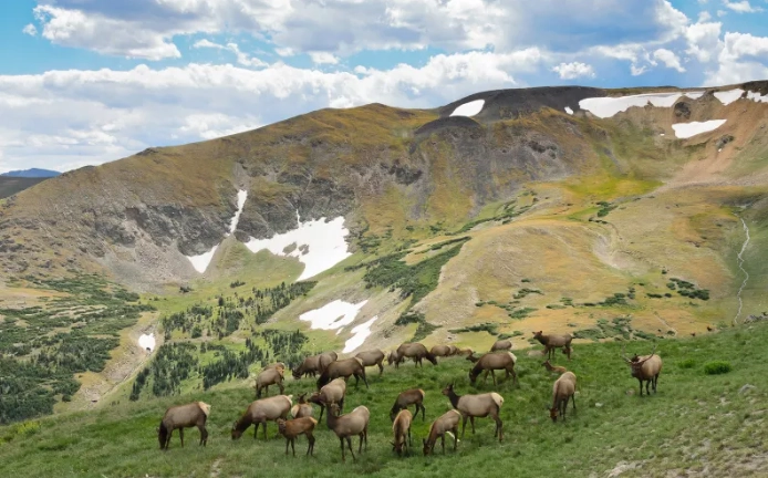 wildlife viewing national parks wildlife viewing national parks