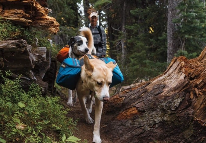 hiking with dogs