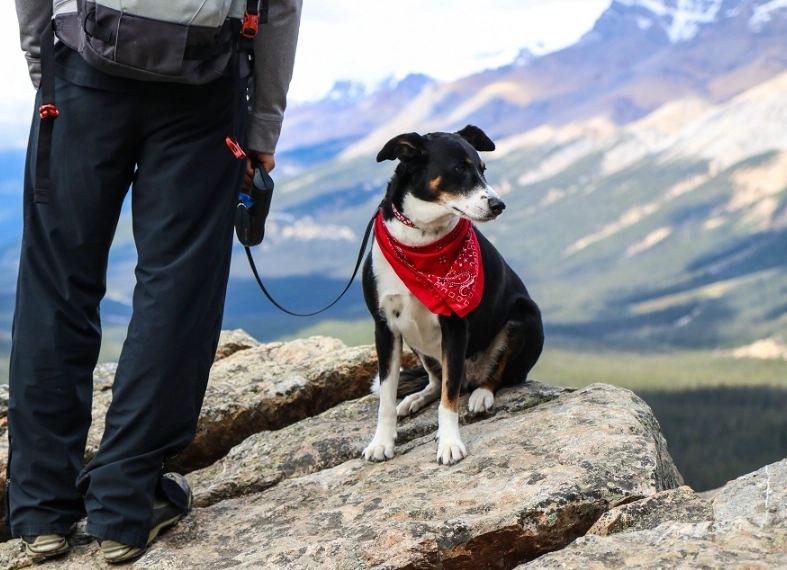 dog friendly hiking trails