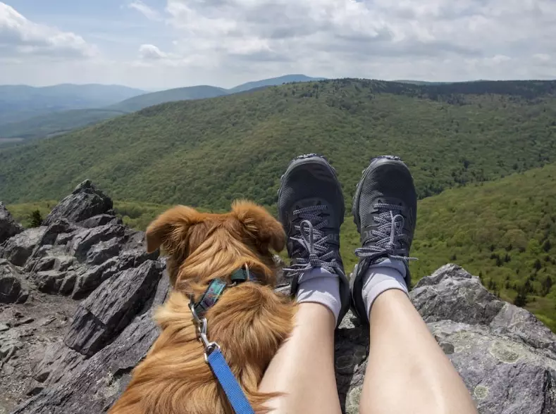 Dog Friendly Hiking: The Ultimate Guide to Trails, Safety & Fun with Your Pup