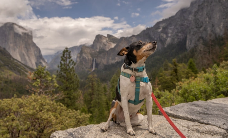 national park pet policy national park pet policy