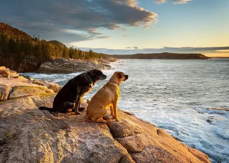 Discover Pet-Friendly National Parks: The Complete Guide to Visiting with Your Dog