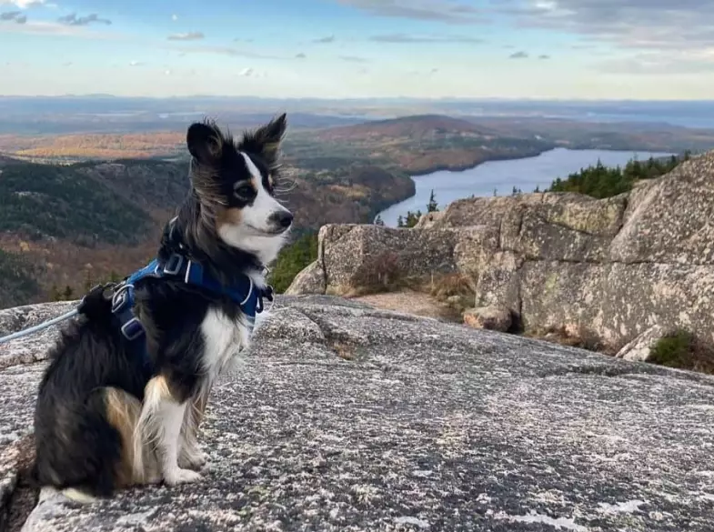 pet friendly national parks pet friendly national parks