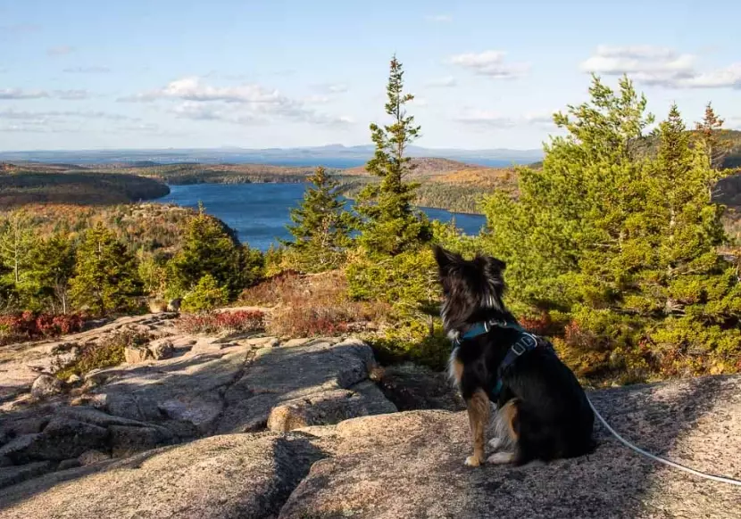 dog friendly national parks dog friendly national parks