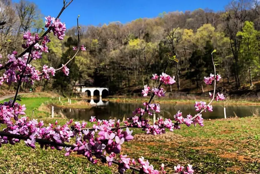 Spring Trails: Your Ultimate Guide to Planning, Hiking & Safety Tips