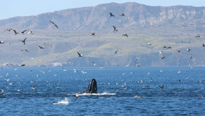 whale watching national parks