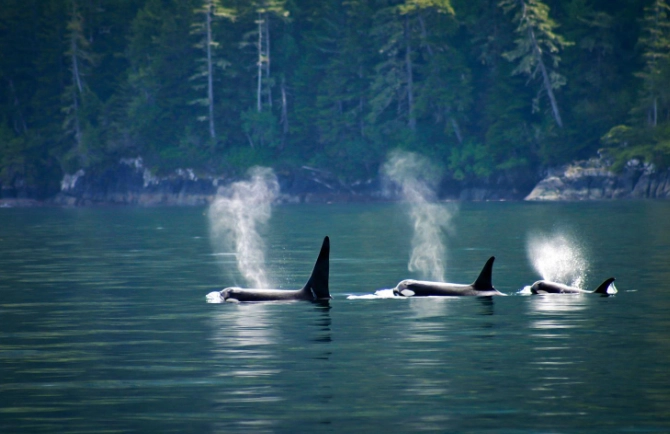 best national parks for whale watching