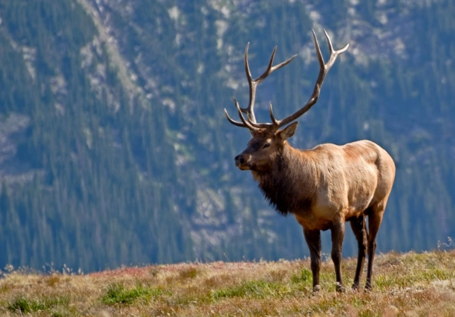 Elk in Rocky Mountain: Your Complete Guide to Watching, Understanding & Staying Safe