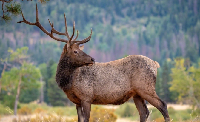 Where to see elk in Rocky Mountains Where to see elk in Rocky Mountains
