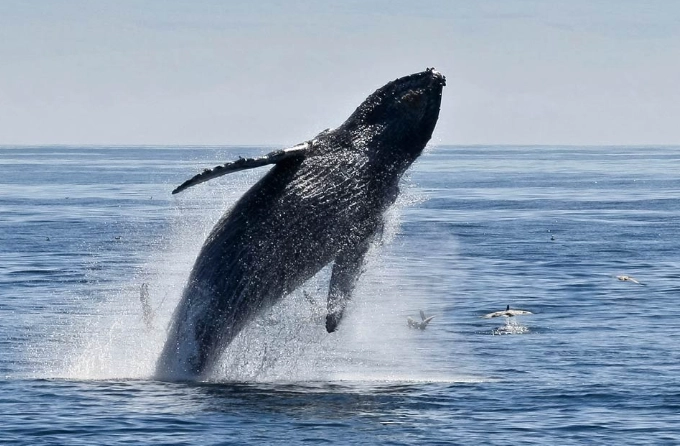 Whale Watching in National Parks: Your Complete Guide to Top Spots & Tips