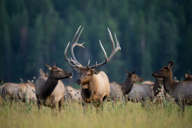 Where to see elk in Rocky Mountains Where to see elk in Rocky Mountains