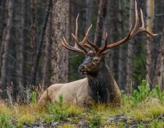 Elk in Colorado Elk in Colorado