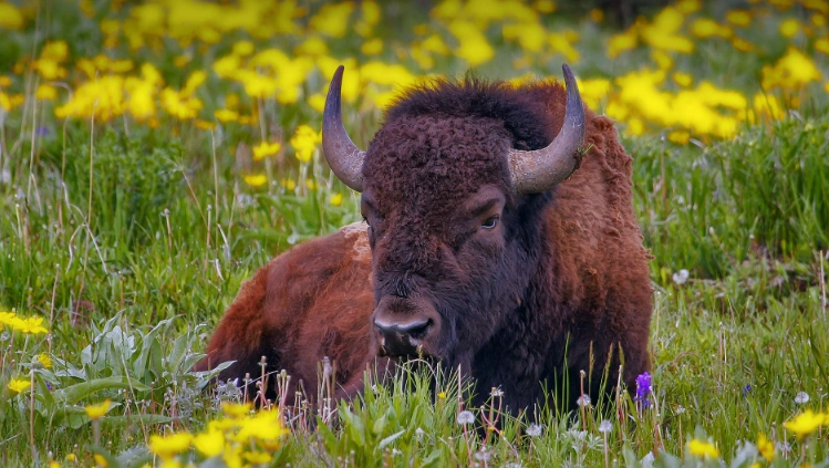 Bison in Yellowstone National Park