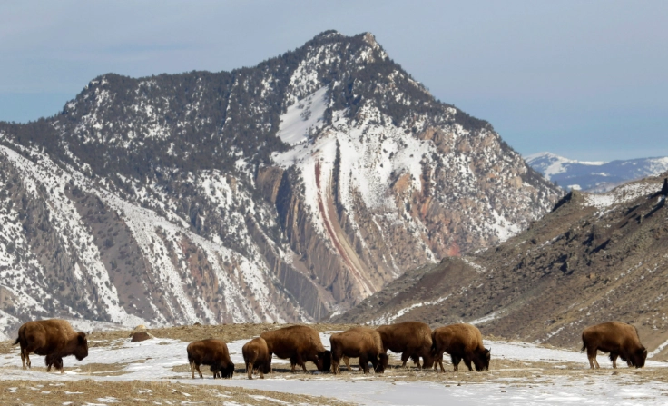 Bison in Yellowstone: Your Complete Guide to Viewing, Safety & Ecology