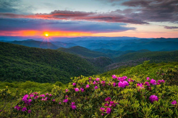 Spring in National Parks: Your Ultimate Guide to Wildflowers, Wildlife & Planning