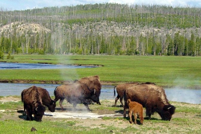 Are bison dangerous