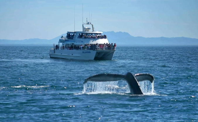 whale watching guide