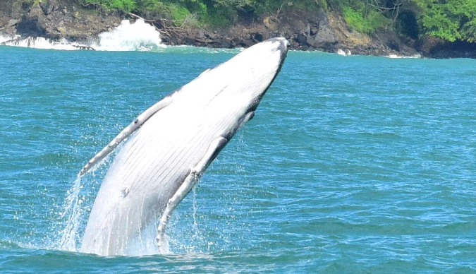 whale watching guide