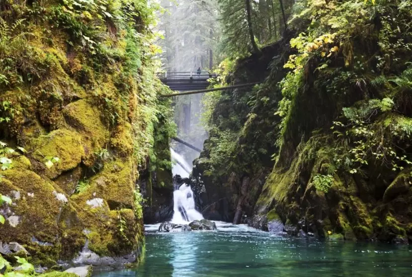 Olympic National Park Guide: Rainforests, Beaches & Mountains Explored