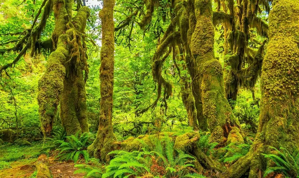 visiting Olympic National Park