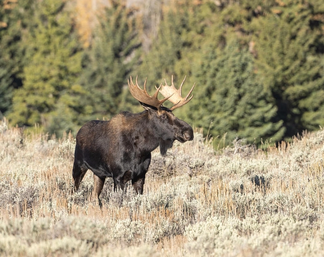 best time to see moose in Grand Teton