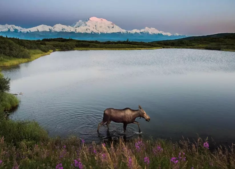 Wildlife Watching National Parks: Ultimate Guide for Memorable Encounters