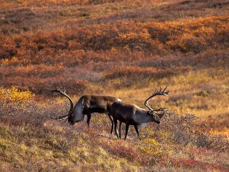 national park wildlife guide national park wildlife guide