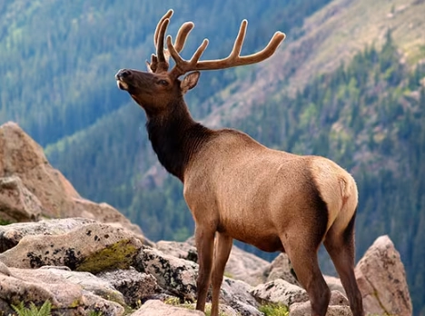 wildlife photography national parks wildlife photography national parks