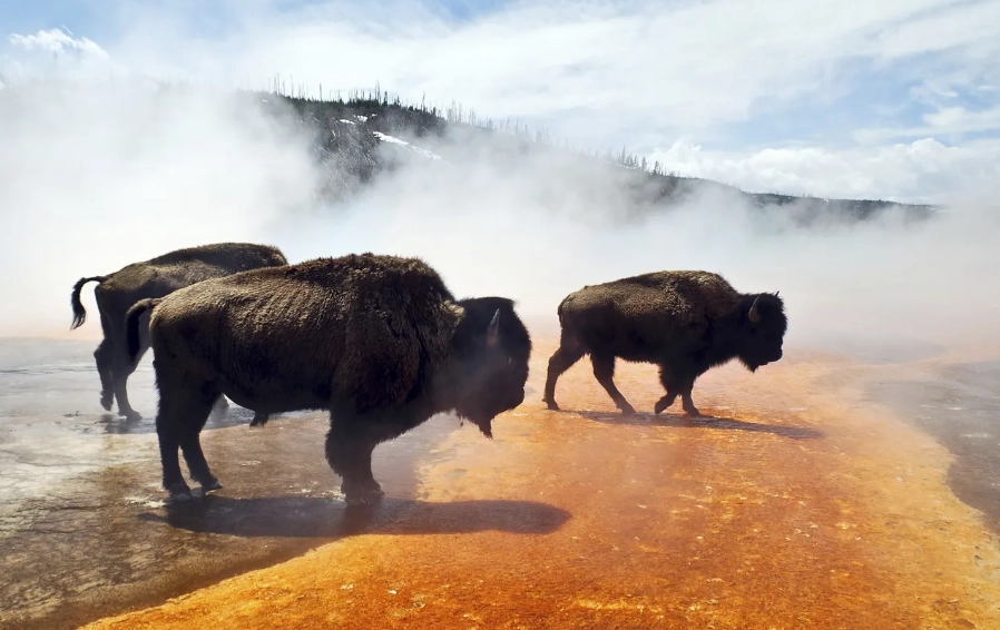 best national parks for wildlife watching best national parks for wildlife watching