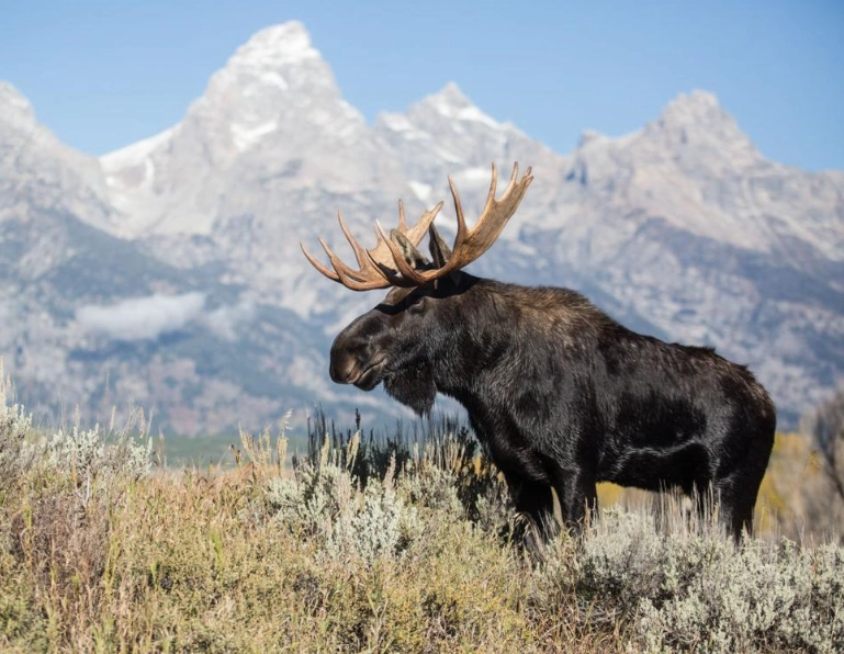 Moose in Grand Teton: Your Complete Guide to Seeing and Photographing Them