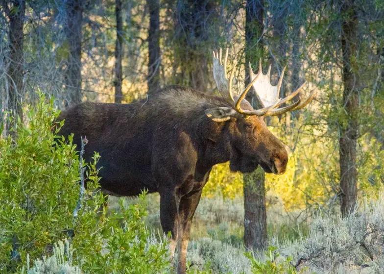 Grand Teton National Park wildlife