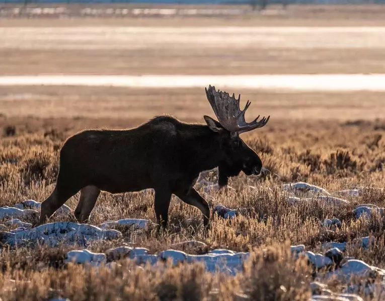 best time to see moose in Grand Teton