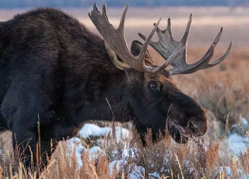 Grand Teton moose viewing