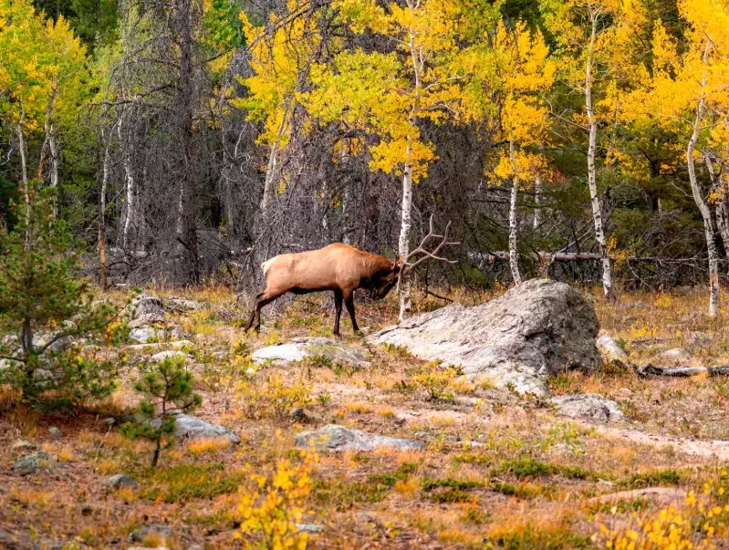 wildlife photography national parks wildlife photography national parks