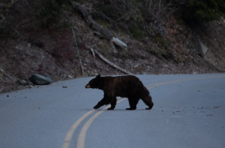 National Parks Bear Safety: Essential Guide to Avoid Attacks & Stay Safe