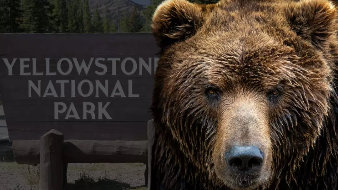 national park bear safety tips national park bear safety tips