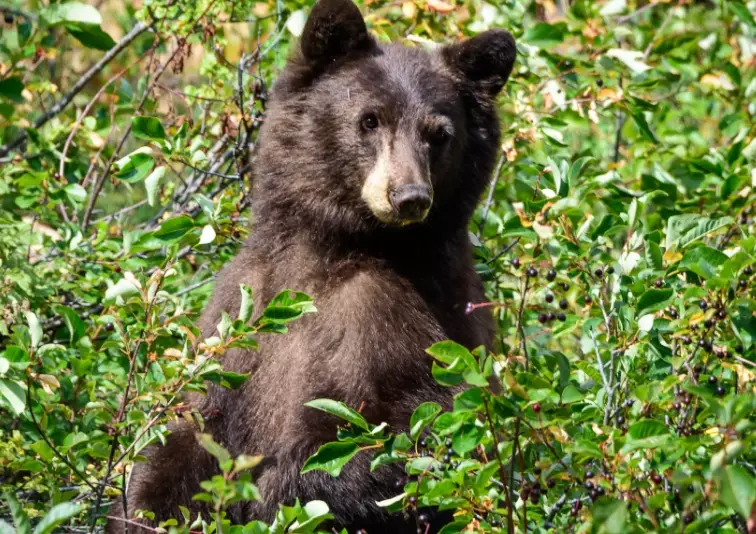 bear safety national parks bear safety national parks