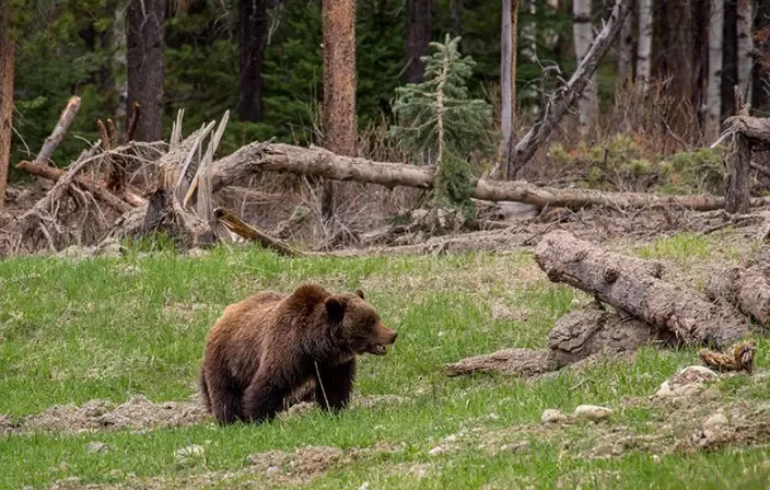 how to avoid bears in national parks how to avoid bears in national parks