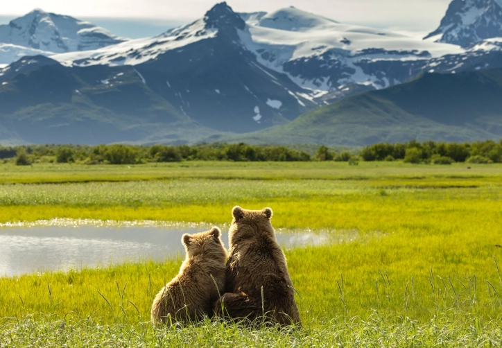 Katmai National Park bears Katmai National Park bears