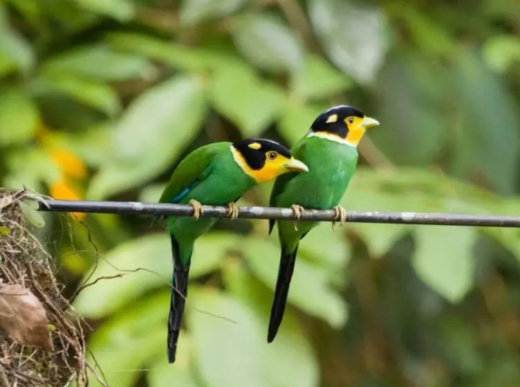 birding in national parks birding in national parks