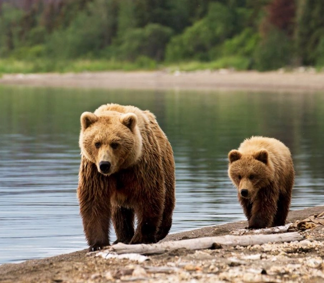 Bears in Katmai: Your Complete Guide to Seeing Them Safely