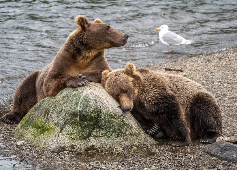 Katmai bear viewing tips Katmai bear viewing tips