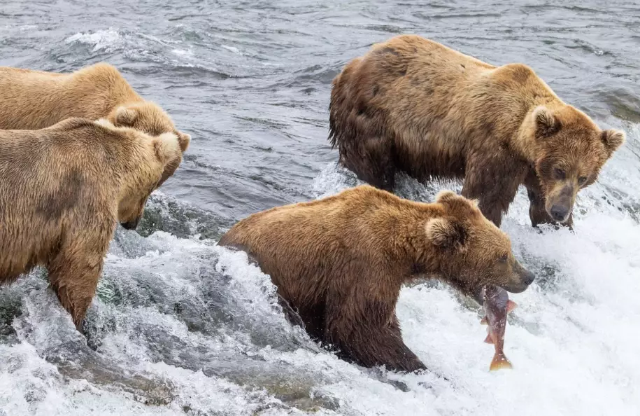 Brooks Falls bears Brooks Falls bears