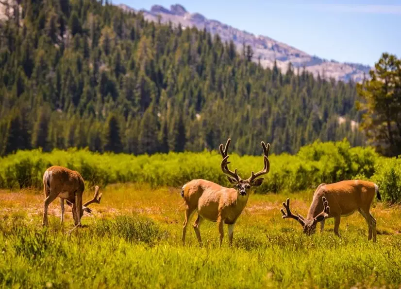 Ultimate Guide to Wildlife Watching in US National Parks