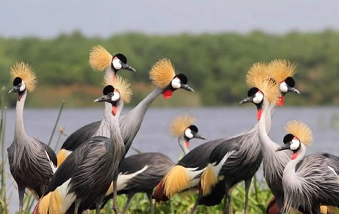 best national parks for birding best national parks for birding